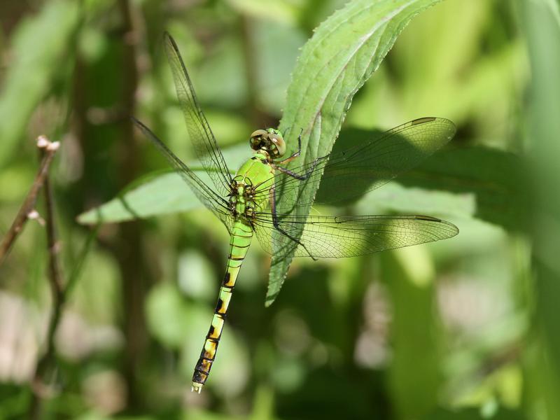 Photo of Eastern Pondhawk