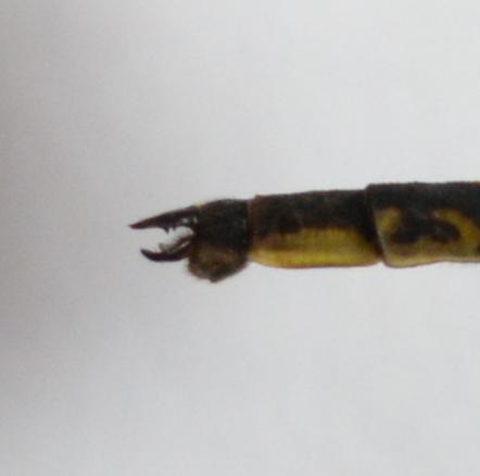 Photo of Dusky Clubtail
