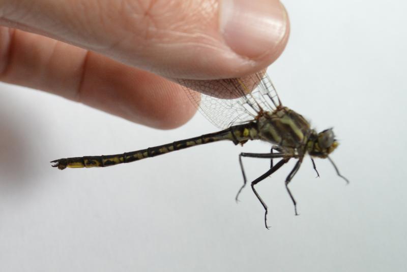 Photo of Dusky Clubtail