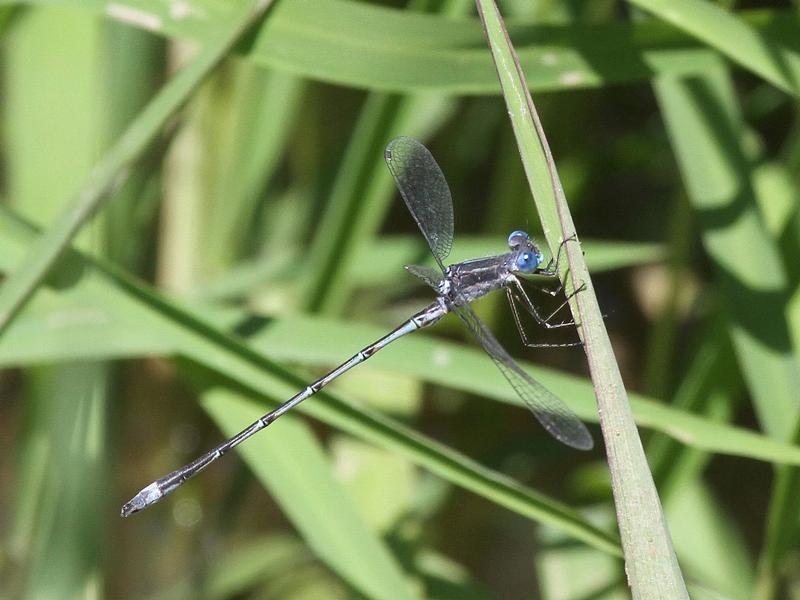 Photo of Southern Spreadwing