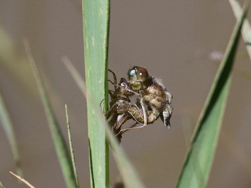 Photo of Dot-tailed Whiteface