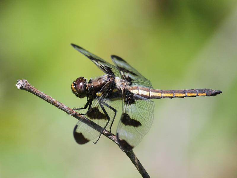 Photo of Twelve-spotted Skimmer