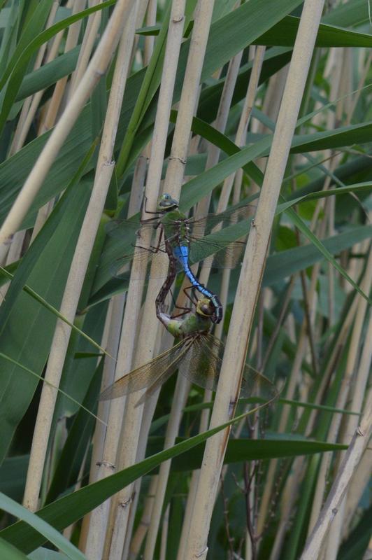 Photo of Common Green Darner