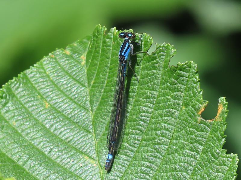 Photo of Skimming Bluet
