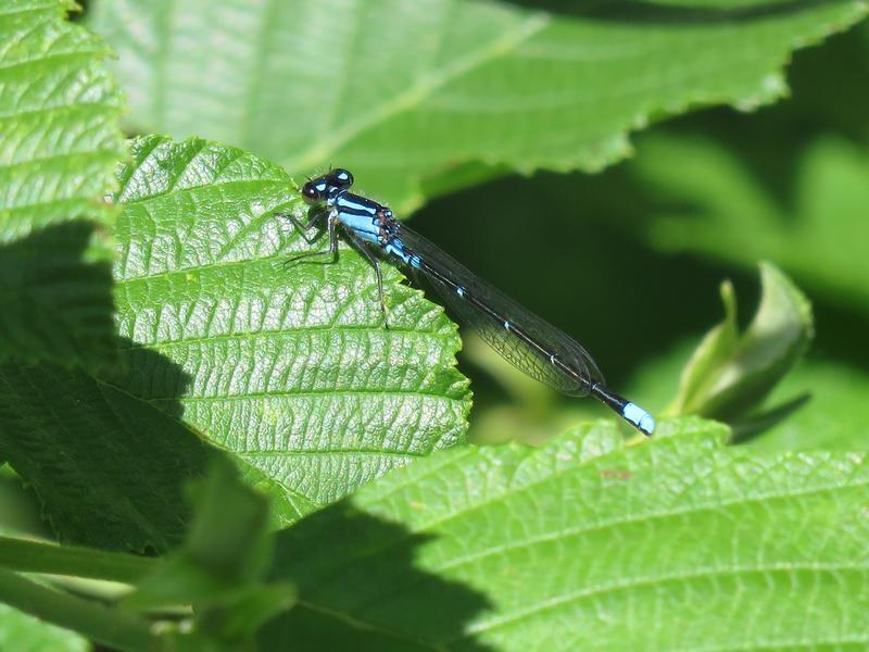 Photo of Skimming Bluet
