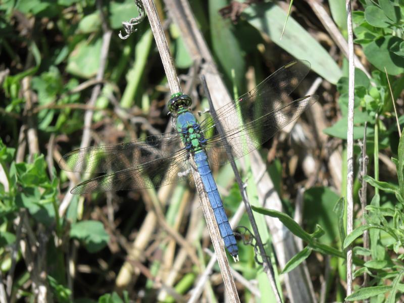 Photo of Eastern Pondhawk