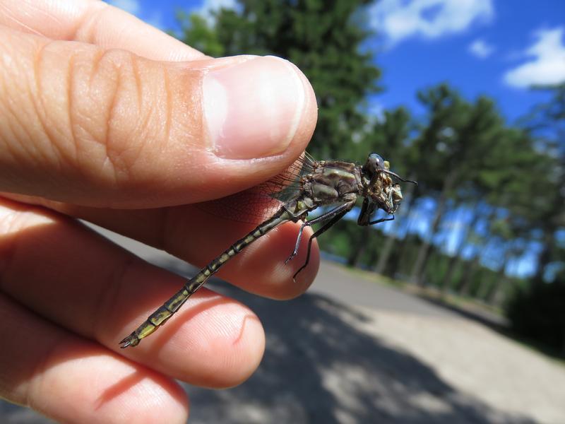 Photo of Dusky Clubtail