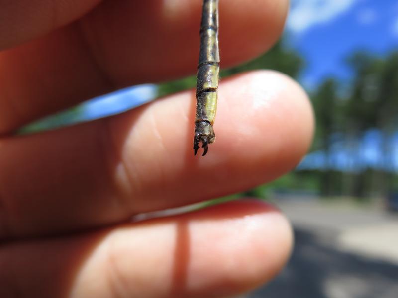 Photo of Dusky Clubtail