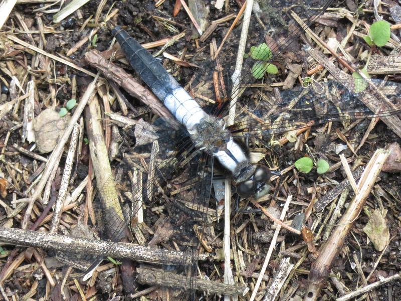 Photo of Chalk-fronted Corporal