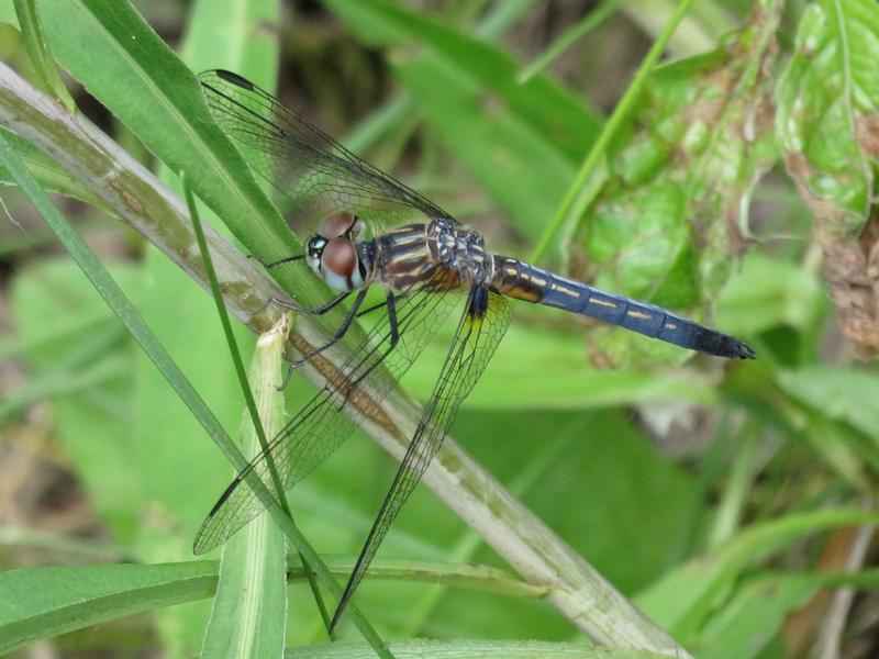 Photo of Blue Dasher