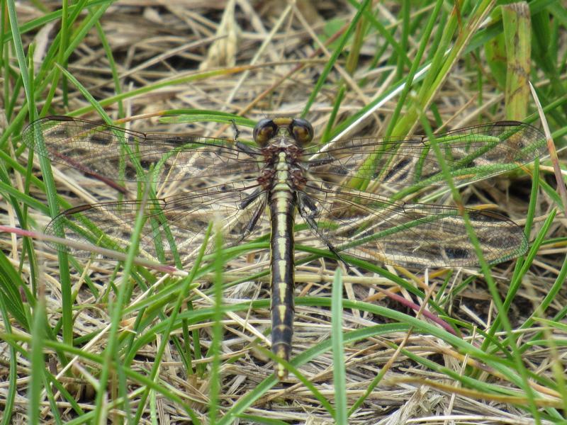 Photo of Dusky Clubtail