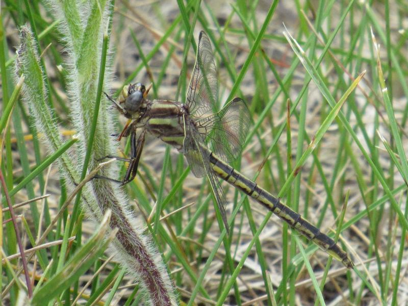 Photo of Dusky Clubtail