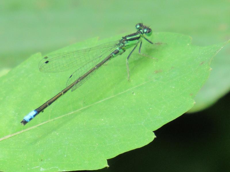 Photo of Eastern Forktail