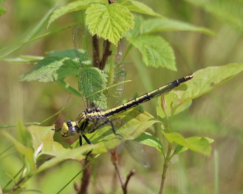 Photo of Horned Clubtail