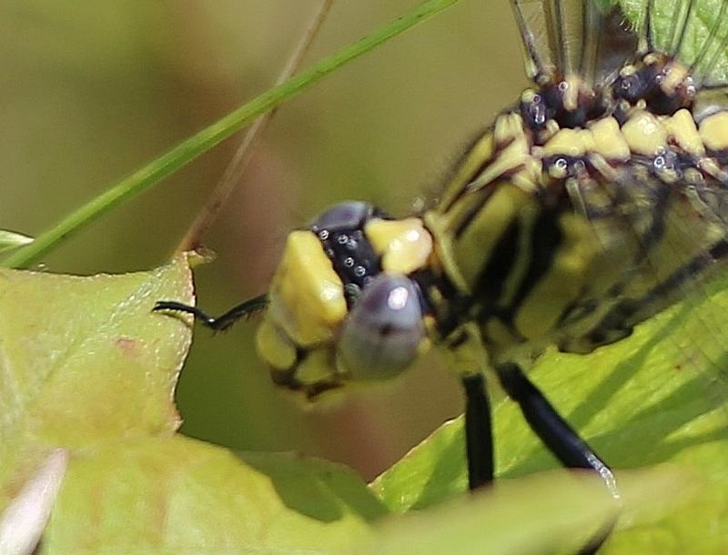 Photo of Horned Clubtail