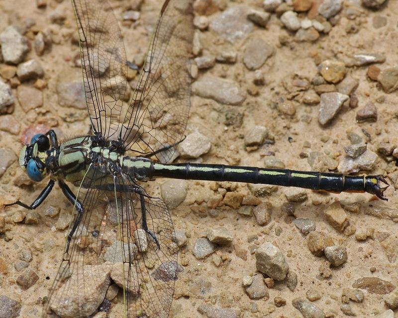 Photo of Horned Clubtail