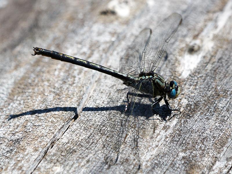 Photo of Horned Clubtail