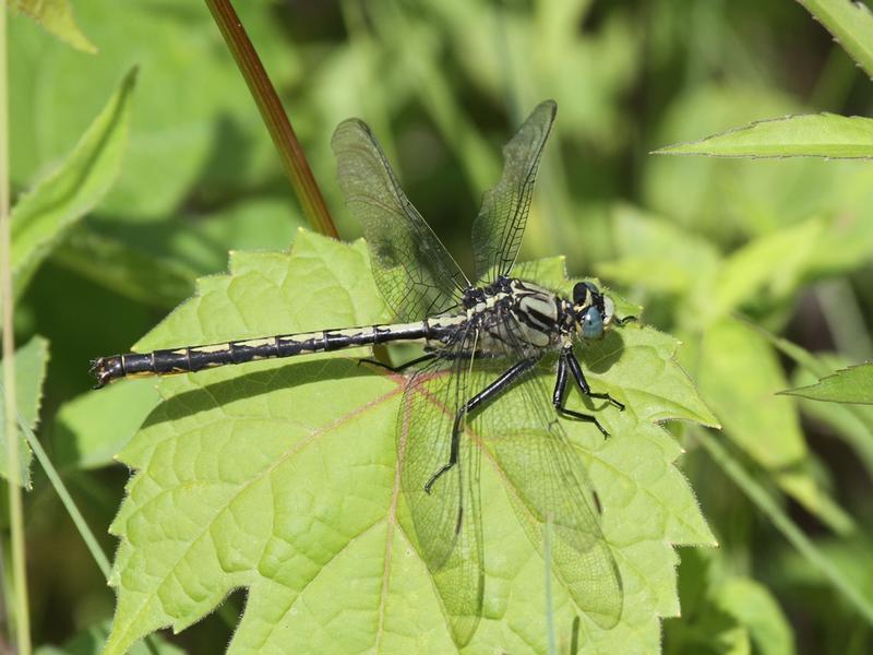 Photo of Horned Clubtail