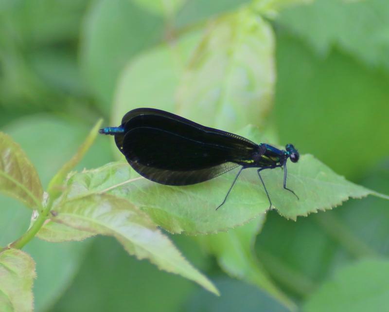 Photo of Ebony Jewelwing