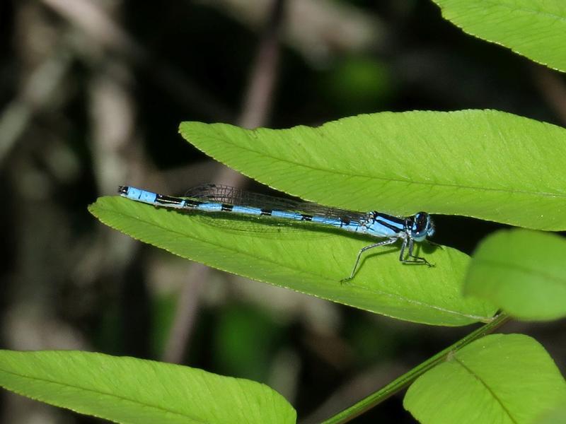 Photo of Marsh Bluet
