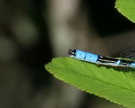Photo of Marsh Bluet