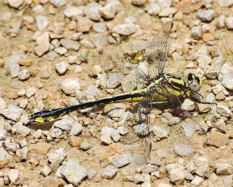 Photo of Midland Clubtail