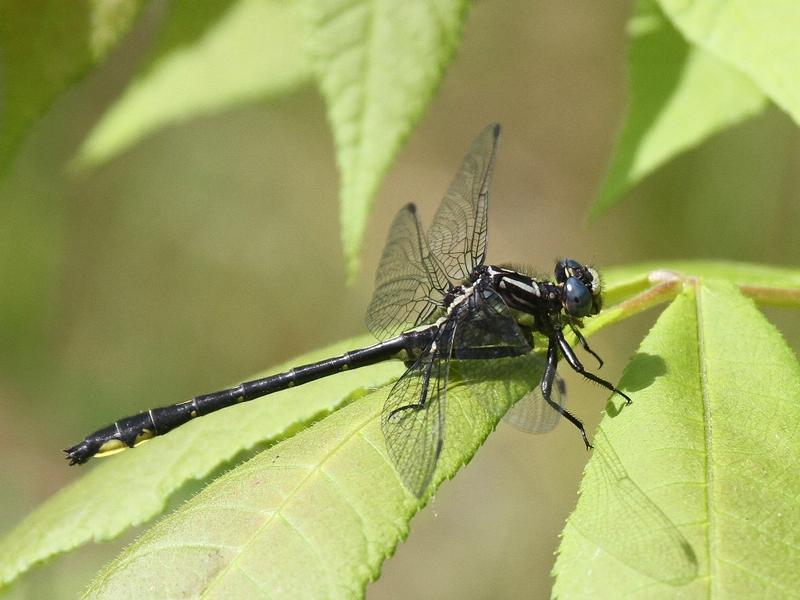 Photo of Rapids Clubtail