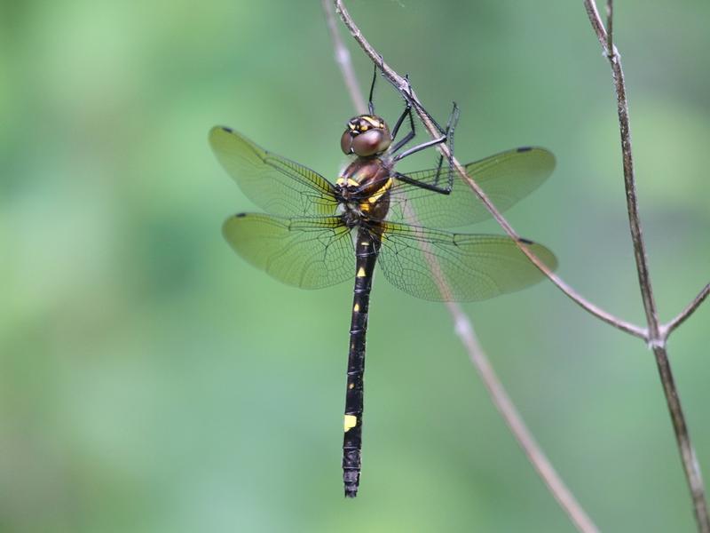 Photo of Swift River Cruiser (Illinois River Cruiser ssp.)