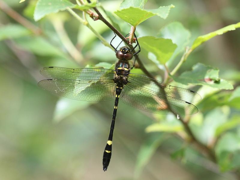 Photo of Swift River Cruiser (Illinois River Cruiser ssp.)