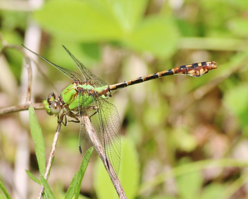 Photo of Rusty Snaketail