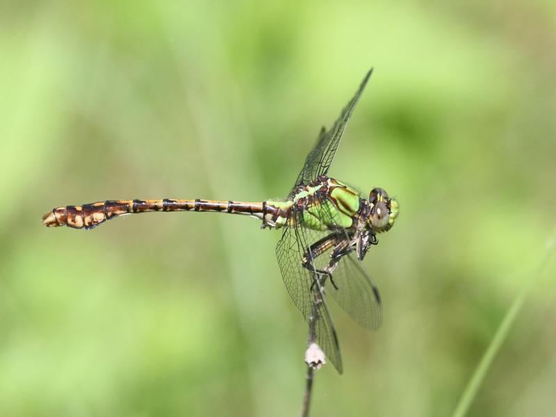 Photo of Rusty Snaketail