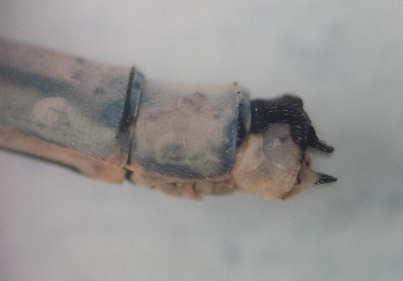 Photo of Hagen's Bluet