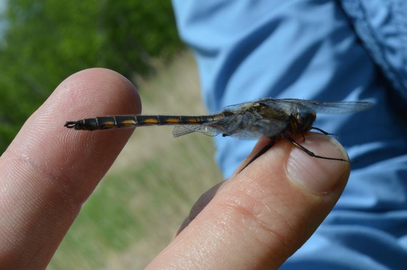 Photo of Beaverpond Baskettail