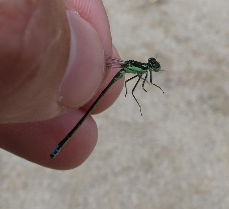Photo of Eastern Forktail