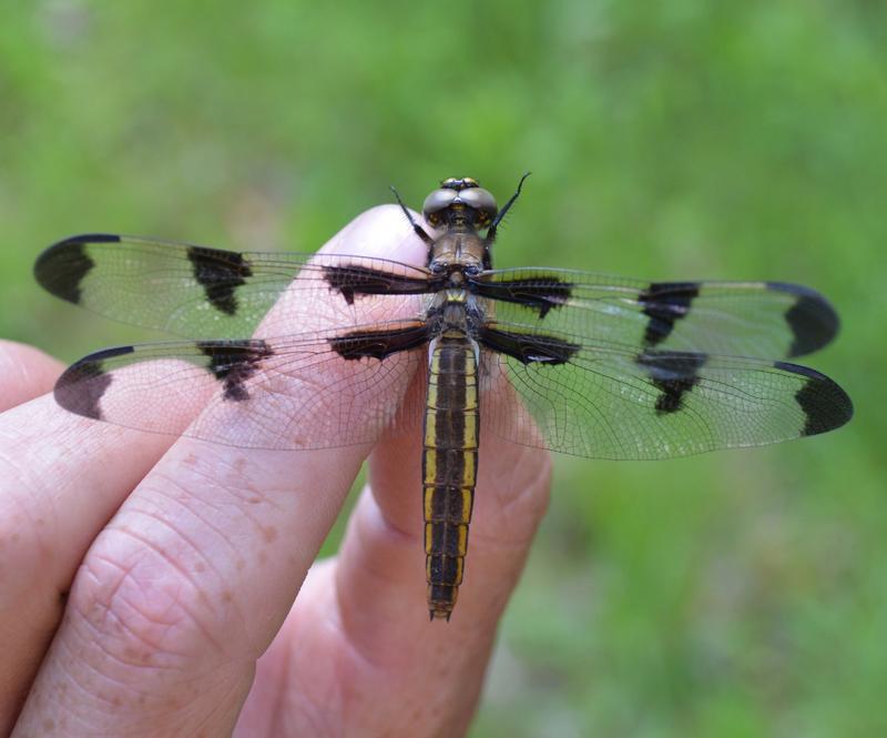 Photo of Twelve-spotted Skimmer