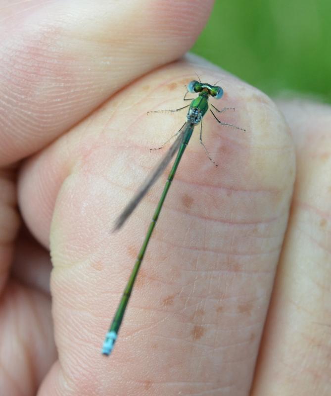 Photo of Sedge Sprite