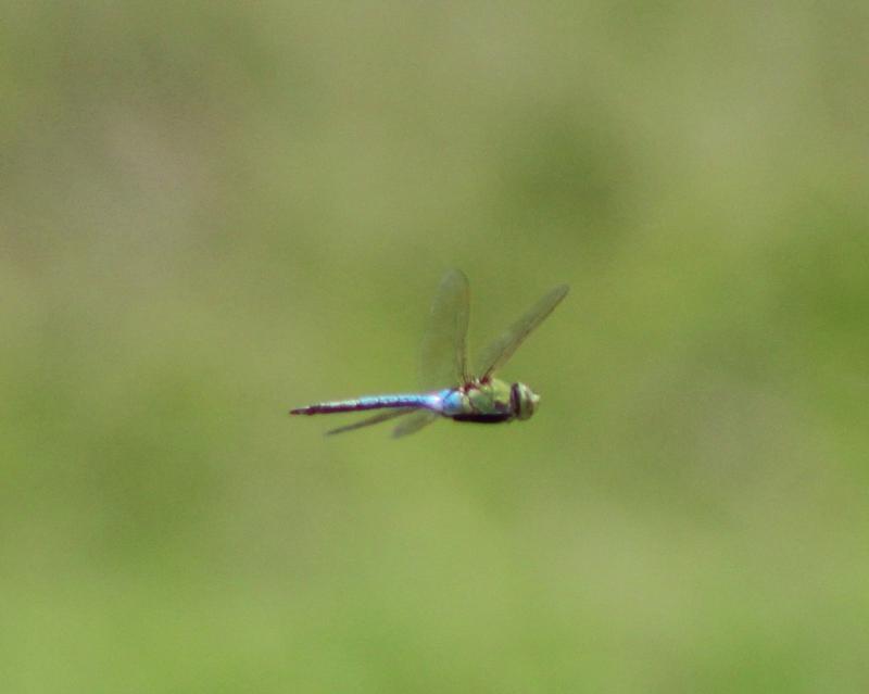 Photo of Common Green Darner