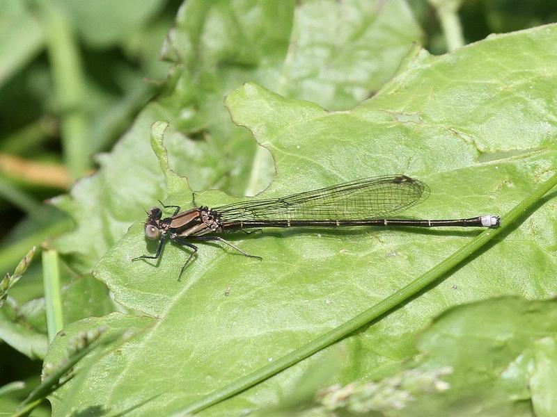 Photo of Blue-tipped Dancer