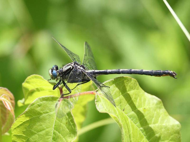 Photo of Horned Clubtail