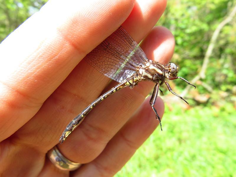 Photo of Ashy Clubtail