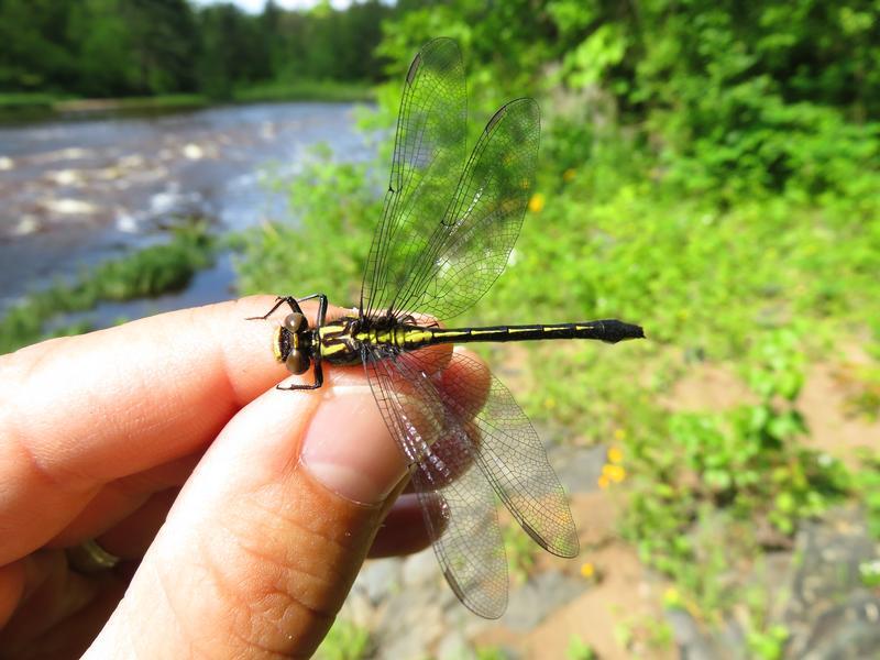 Photo of Rapids Clubtail