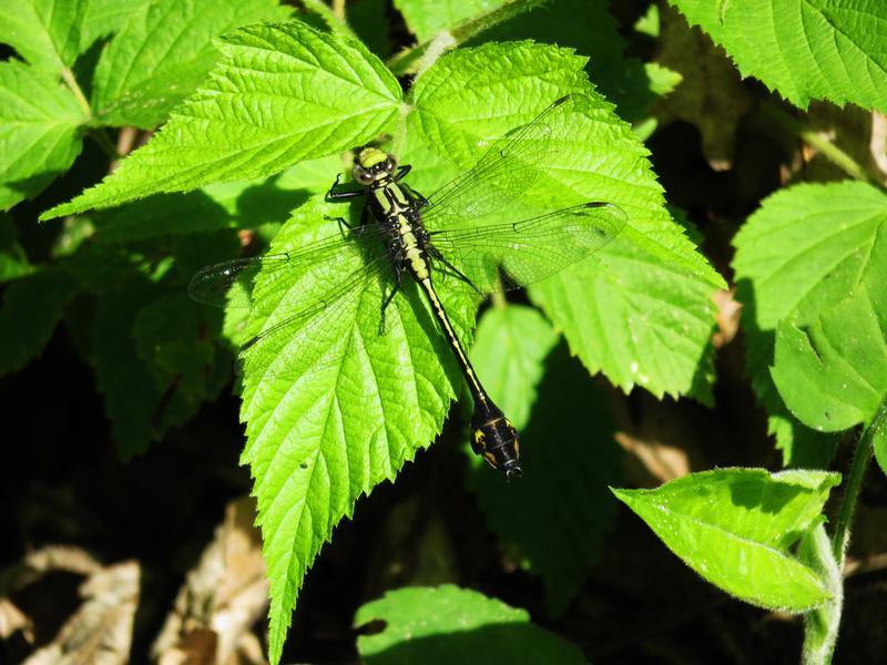 Photo of Skillet Clubtail