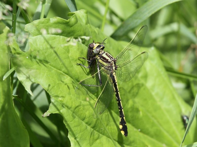 Photo of Midland Clubtail