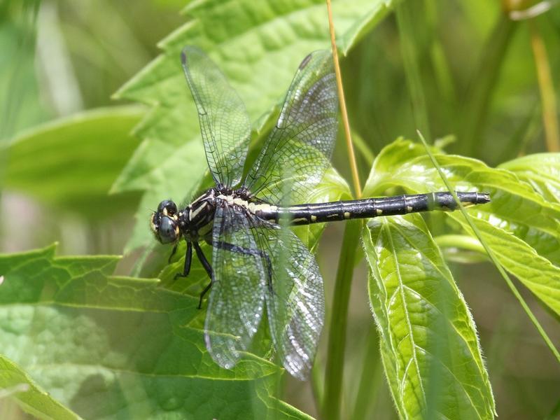 Photo of Rapids Clubtail