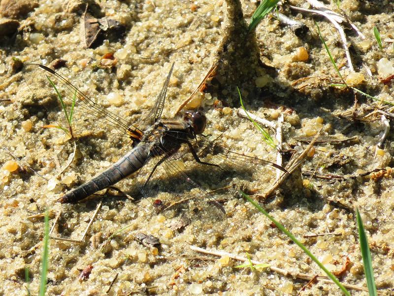 Photo of Chalk-fronted Corporal