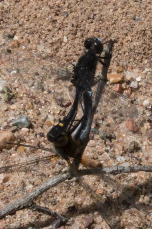 Photo of Dot-tailed Whiteface