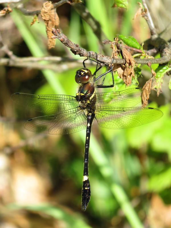 Photo of Swift River Cruiser (Illinois River Cruiser ssp.)