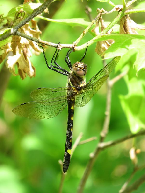 Photo of Swift River Cruiser (Illinois River Cruiser ssp.)