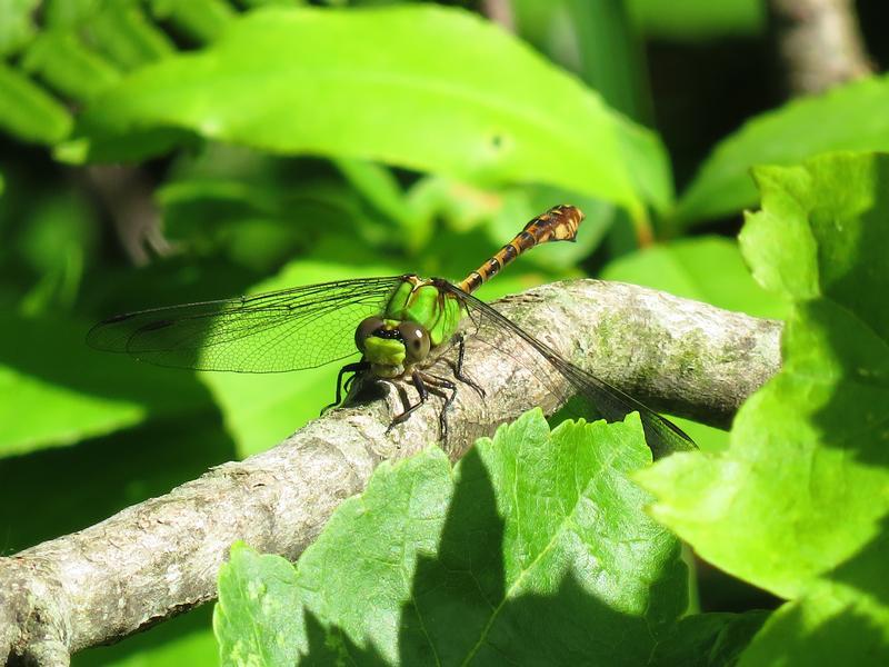 Photo of Rusty Snaketail