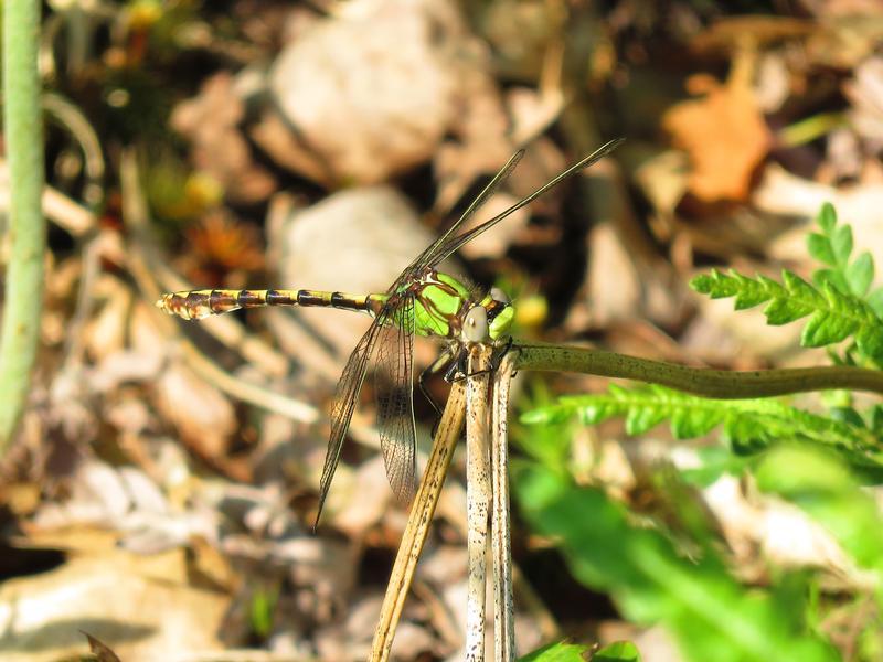 Photo of Sioux Snaketail